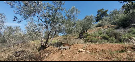 Ezine Tavaklı Da Köye Yürüme Mesafesinde Satılık Zeytinlik 2