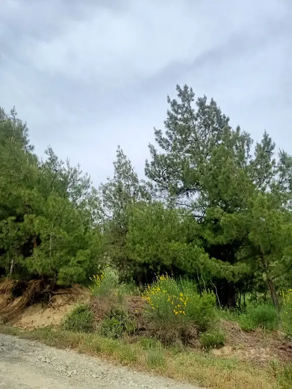 Gülderende Satılık Zeytinlik 2