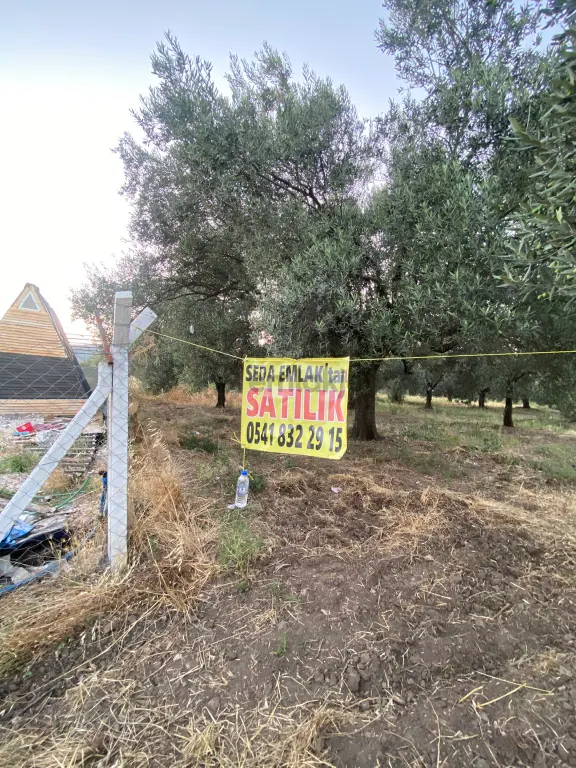 Seda Gayrimenkul’den Musalar Mahallesi’nde Satılık Zeytinlik 1