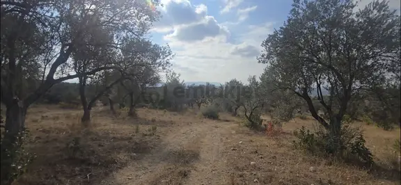Ezine Akköyde Bir Ailenin Zeytin İhtiyacını Karşılıyan Zeytinlik 1