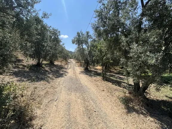 Köy İçi İmar Dibi Yolu Bulunan 2537 M2 Kelepir Zeytinlik 2