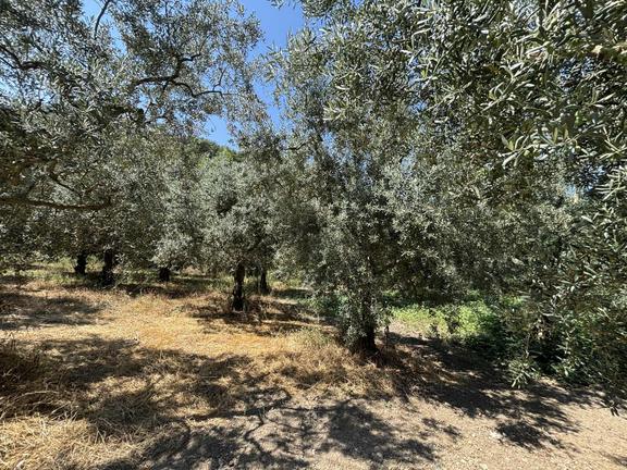 Köy İçi İmar Dibi Yolu Bulunan 2537 M2 Kelepir Zeytinlik 1