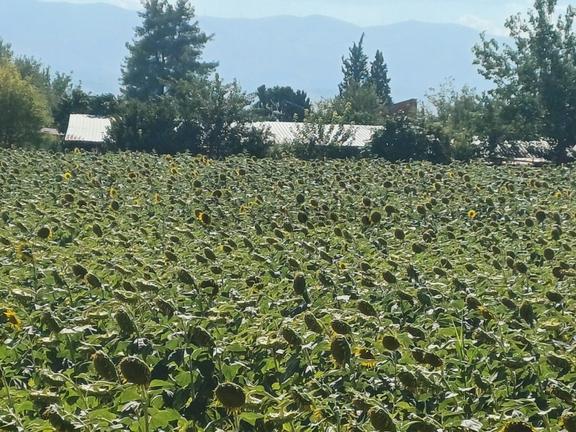 Şehzade'den Akköy/çeşmebaşı'nda 22.000m² Satılık Tarla 2