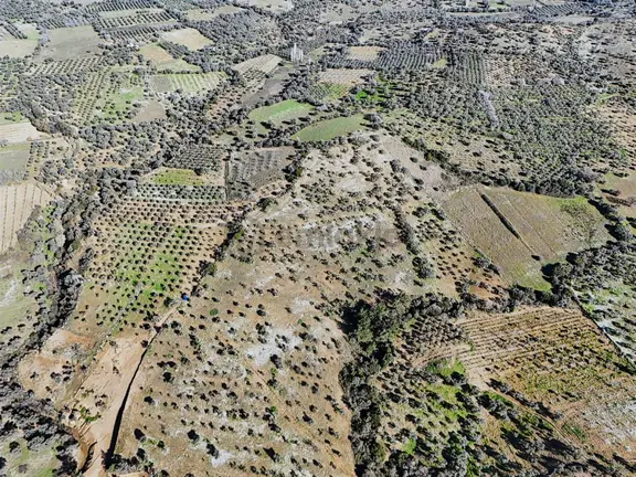 İzmir Torbalı Karakızlar'da 16.897 M2 Satılık Fırsat Zeytinlik 2