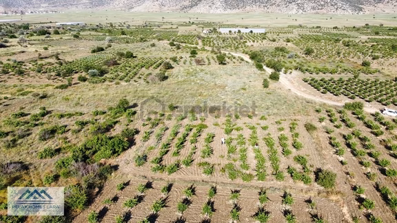 Elmalı Gölova'da Merkeze Yakın Konumda 1370 M2 Satılık Üzüm Bağı 2