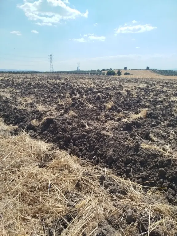 Sulu Büyük Tarla 1