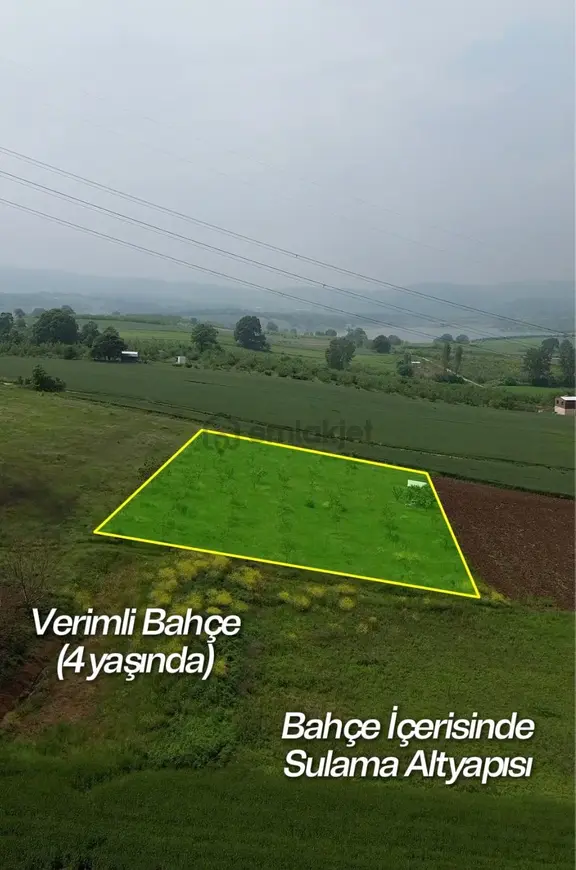 İnegöl Şehitler’de 2.971 M² | Verime Geçmiş Ceviz Bahçesi 2