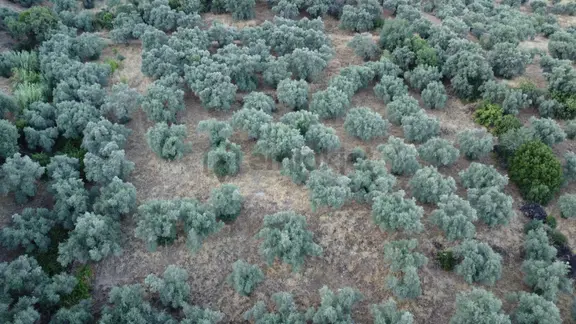 Efeler Terziler Yolu Üzerinde Satılık Zeytin Bahçesi 2