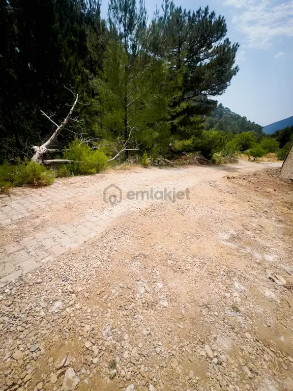 Yayla Koruda Satılık 480 M2 Rızai Taksimli Tarla 2