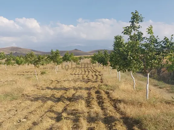 Niğde Ulukışla Otoban Çıkışında Satılık 5 Yaş Ceviz Bahçesi 2