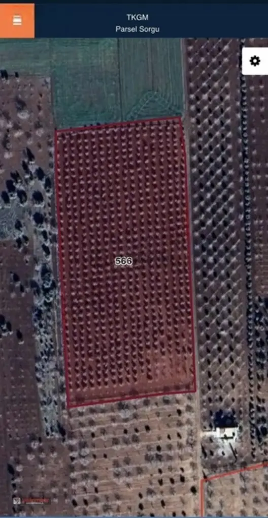 Yatırımlık Zeytin Bahçesi 1