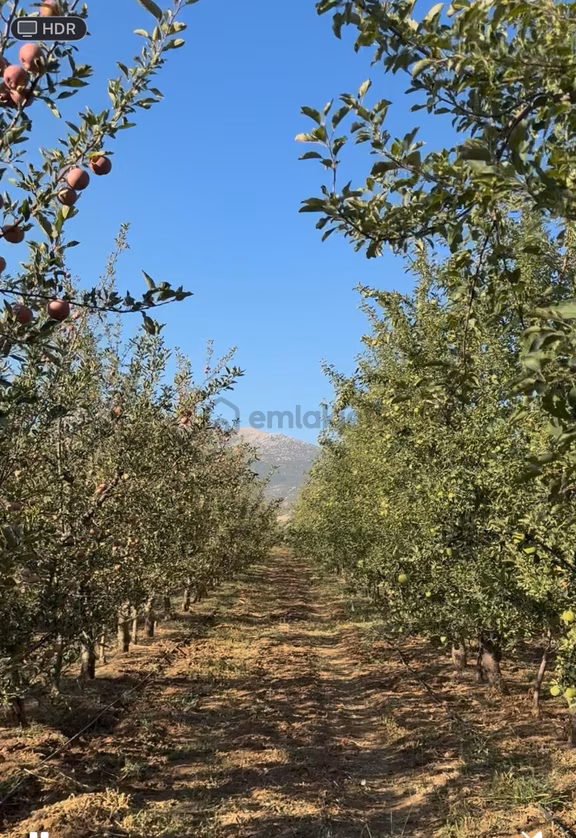 Satılık 10.000m² Elma Bahçesi Yatırım Tarım İçin Eşsiz Fırsat! 1
