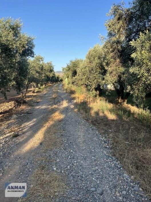 Akhisar Efendi Mahallesin De Satılık Zeytinlik 2