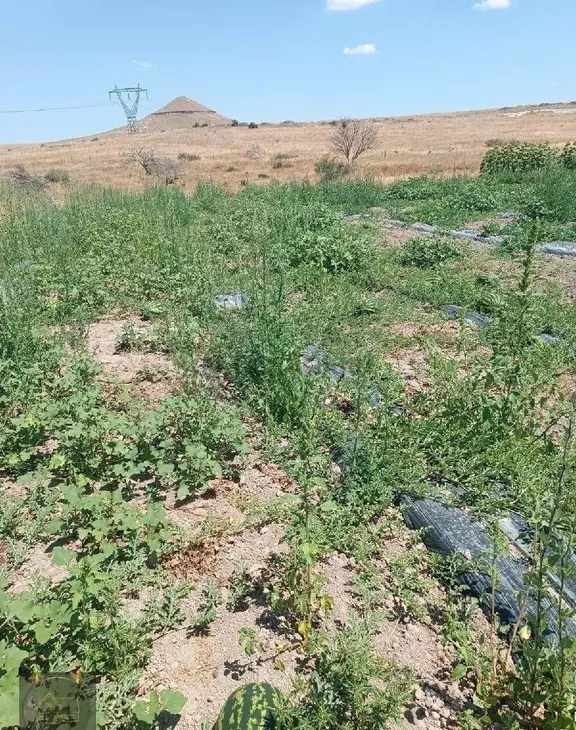 Satlık Çiftlik Seralı Guneş Panelli 3000 M2 2