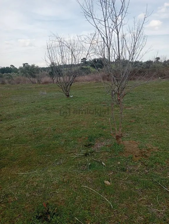 Sahibinden Kemalpaşa Yukarı Kızılcada Satılık Arsa 12 Dönüm 1