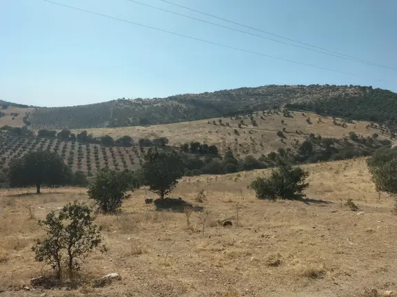 Manisa Alaşehir Güneş Enerjisi Santraline Uygun Satılık Tarla 2