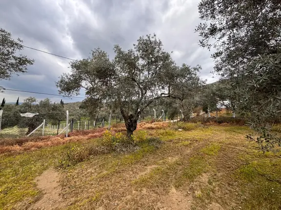 Bayındır Eliflide 4.515 M² 63 M Yola Cepheli Zeytinlik 2