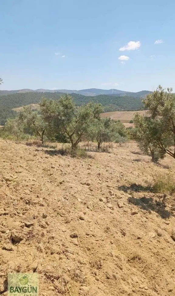 Manisa Salihli Kurttutan Satılık Zeytinlik 10.000m2 Tek Tapu 2