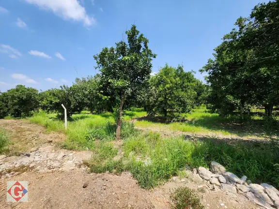 Görgün'den Hadırlı'da Merkezi Konumda 2.900m2 Portakal Bahçesi 2