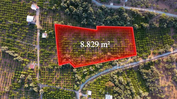 Payamlı 8.829 M2 Zeytin Ağaçlı Tarla 1