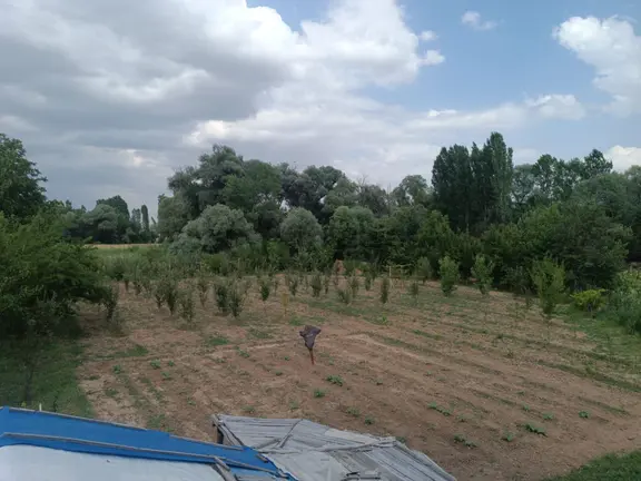 Satılık Meyve Ağaçları Olan Bahçe