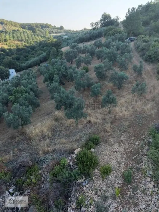 Bursa Nilüfer Ayva Köyde Satılık Zeytinlik/tarla 2