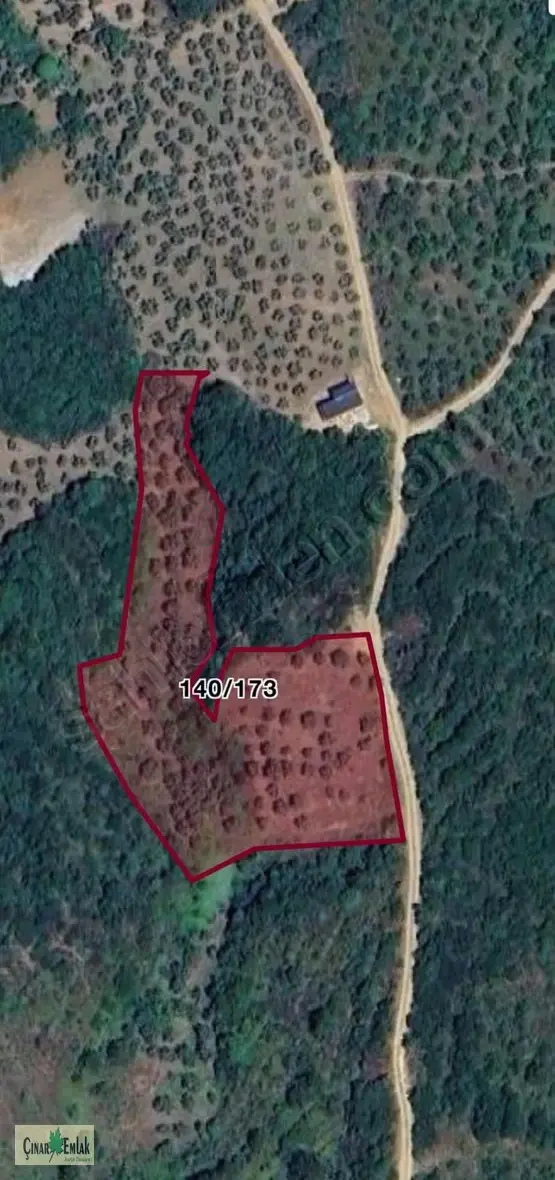 Çınar Emlak'tan Bursa-mudanya-talatbey'de Satılık Zeytinlik 1
