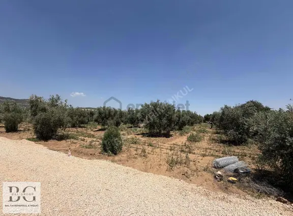 Menderesde İçinde Meyve Zeytin Ağaları Olan 250 M Satılık Bahçe 2