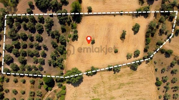 Milas Kısırlar'da Satılık Tek Tapu 9250 M² Zeytinli Tarla 1