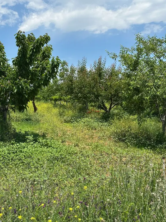 5097 M2 Ceviz Ve Şeftali Bahçesi 2