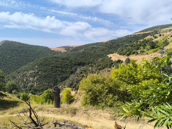 Gemlik Şehir Merkezine 10 Dk Mesafede Şahinyurdu'dunda Satılık Hobi Bahçesi 2