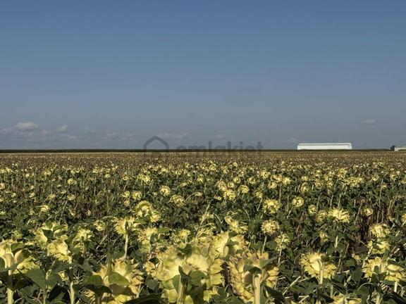 Tekirdağ Saray Sofular Da 260 M² Arsamız Satışta 2