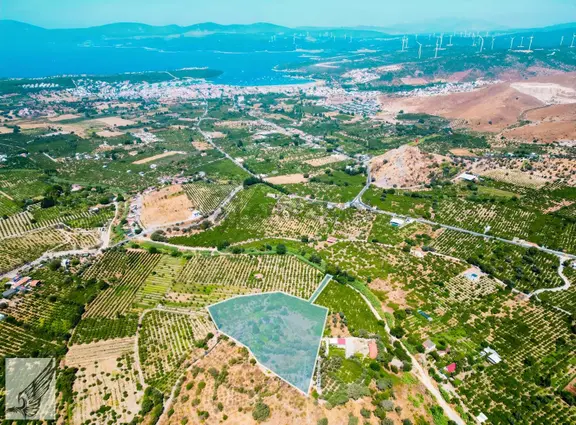 Sığacık Akarca Yoluna Komşu 16.826m² Satılık Narenciye Bahçesi 1