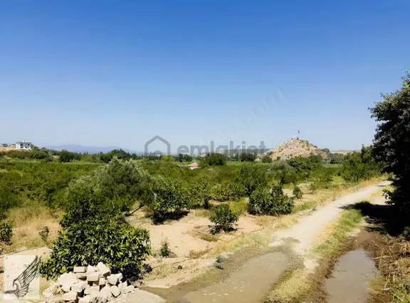 Sığacık Akarca Yoluna Komşu 16.826m² Satılık Narenciye Bahçesi 2
