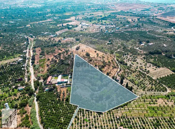 Sığacık Akarca Yoluna Komşu 16.826m² Satılık Narenciye Bahçesi 2