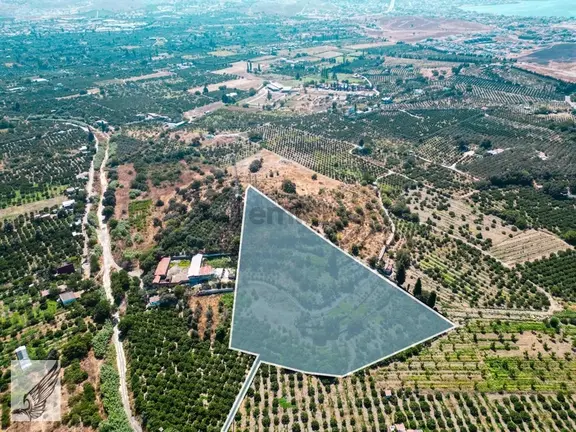 Sığacık Akarca Yoluna Komşu 16.826m² Satılık Narenciye Bahçesi 2