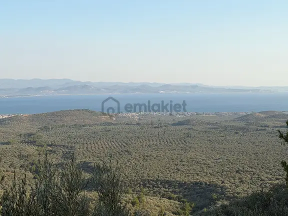 ▀mera Emlaktan Kızılkeçili Mevki Deniz Manz. 4.675m2 Zeytinlik 1