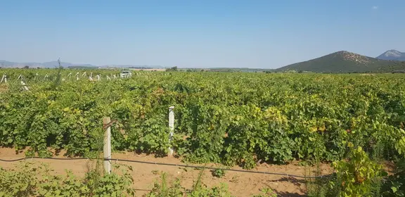 Manisa Saruhanlı Kumkuyucak’ta 45.000 M² Satılık Üzüm Bağı 2
