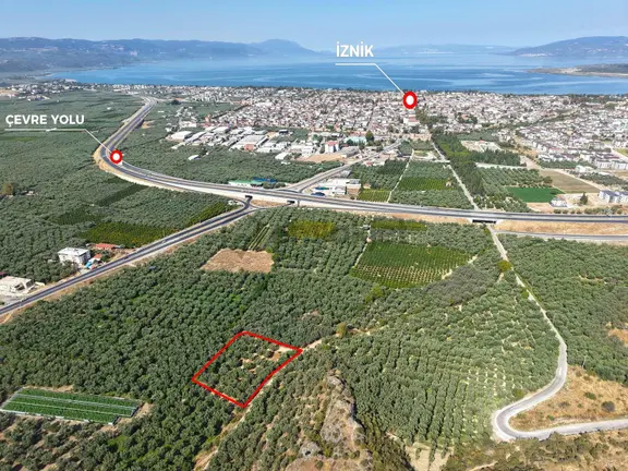 İznik Yeşilcami Mahallesinde Yolu Olan 2076 M2 Bakımlı Zeytinlik 2