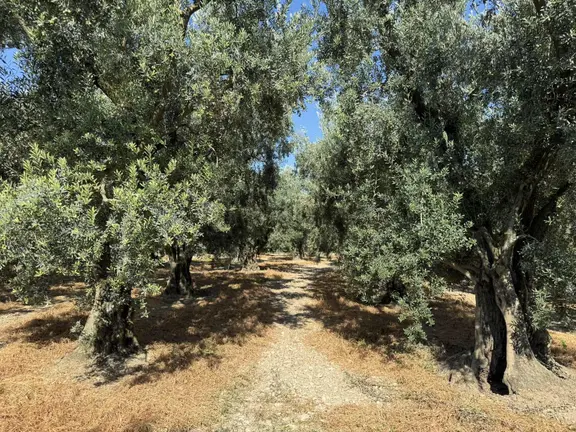 İznik Yeşilcami Mahallesinde Yolu Olan 2076 M2 Bakımlı Zeytinlik 2