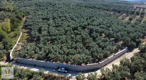 Ülker Den Ful Deniz Manzaralı Bakımlı Taş Duvarlı Zeytinlik 1