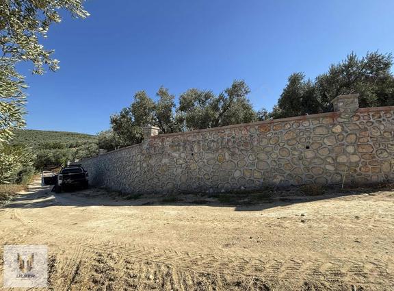 Ülker Den Ful Deniz Manzaralı Bakımlı Taş Duvarlı Zeytinlik 2