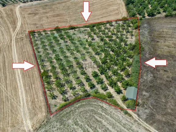 Uzmanlar'dan Yalakdere 8745 M2 Satılık Ceviz Bahçesi 1