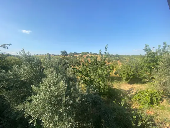 Manisa Sancaklı İğdecik'te 7.778 M² Sondajlı Zeytinli Bağ 1