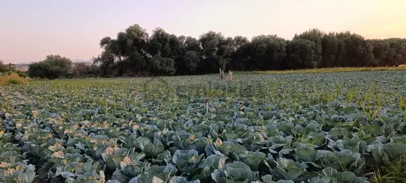 Enes Acur'dan Hatunsaray'da 4.266 M2 Dere Kenarı Sulak Tarla 1