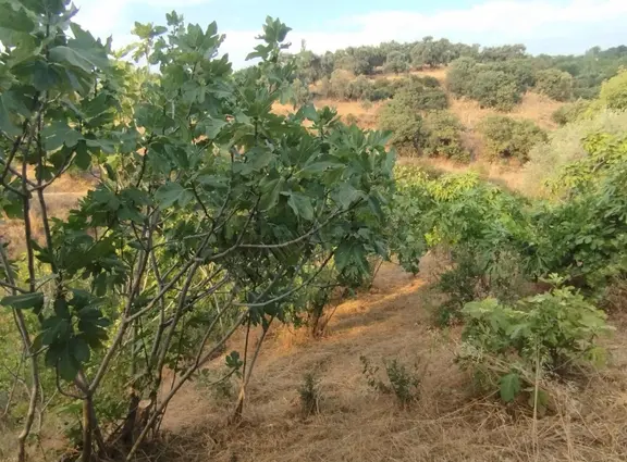Pek Emlaktan Değirmendere De Satılık İki Tapu 9300 M2 Bahçe 1
