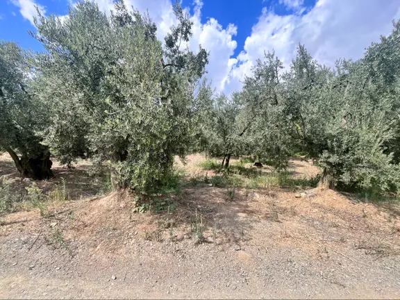 Köşem Emlaktan Satılık Zeytinlik 2