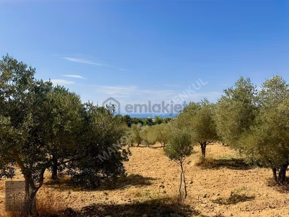 Kuşadası Yaylaköyde Bakım Lı Manzaralı Yola Yakın Zeytinlik 1