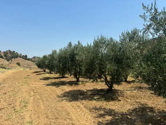 Tc Emlaktan Satılık 45 Dönüm Zeytinlik 1