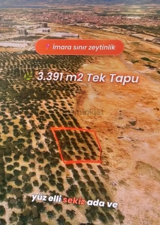 Burhaniye Şarköy De İmarın Sınırında Yatırımlık Zeytinlik 1
